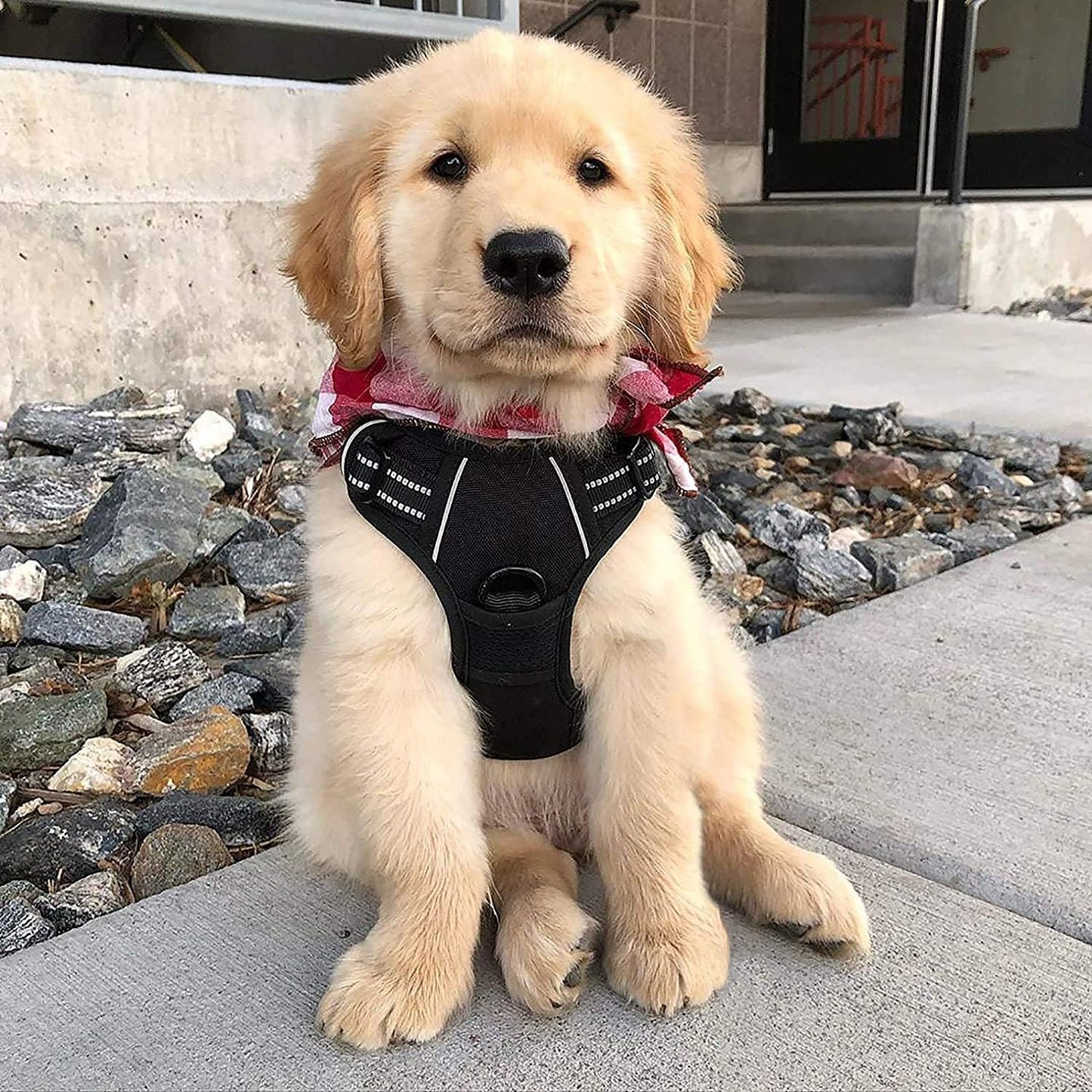 Rabbitgoo Dog Harness No Pull with 2 Leash Clips