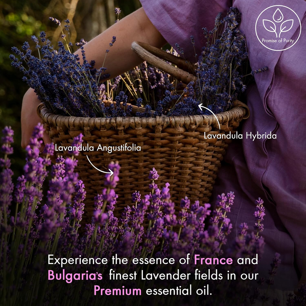 Majestic Pure Lavender Essential Oil with Glass Dropper | 4 Fl Oz