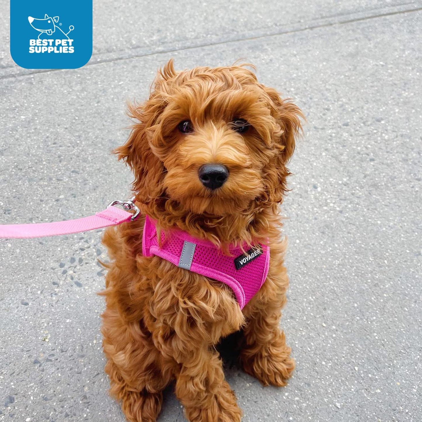 Best Pet Supplies Voyager Step-In Air Harness